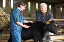 Photo of a man, a calf and a vet.
